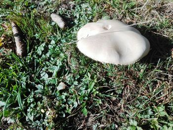 High angle view of mushroom growing on field