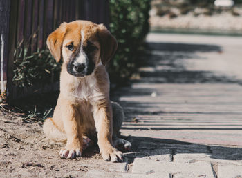 Puppy or small dog sitting on the road with copyspace on the right.