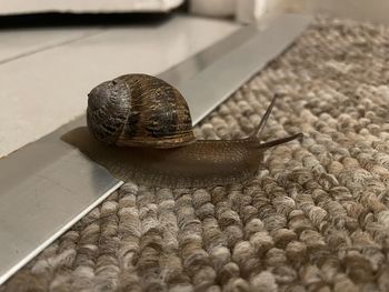Close-up of snail