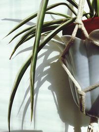 Close-up of potted plant against wall