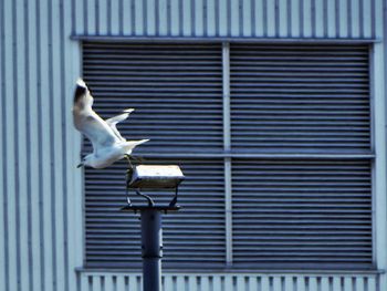 Side view of bird perching on metal against wall