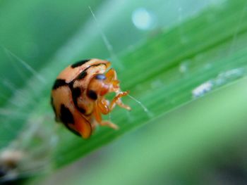 Close-up of insect on plant