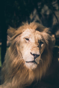 Close-up of lion outdoors