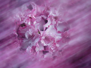 Close-up of pink rose flower