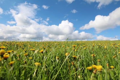 Scenic view of field against sky