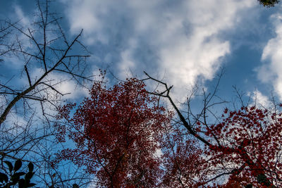 Low angle view of trees against sky