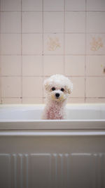 Portrait of a dog on the bath