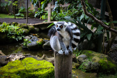 Close-up of an animal