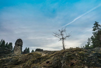 Low angle view of trees against sky
