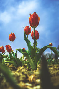 Close-up of red tulip flowers on field