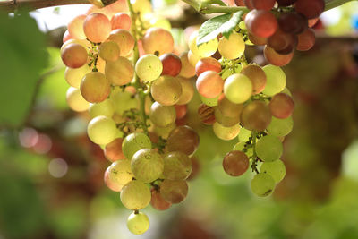 Close-up of grapes growing in vineyard