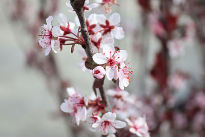 Close-up of pink cherry blossom