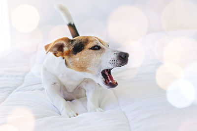 Close-up of dog looking away