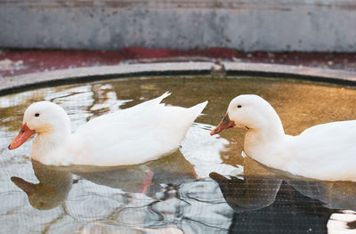 Close-up of ducks on lake