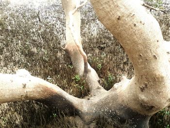 Close-up of tree trunk in water