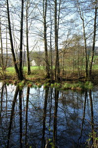 Reflection of trees in lake