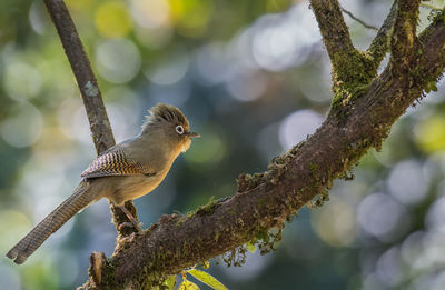 Close-up of a bird perching on branch