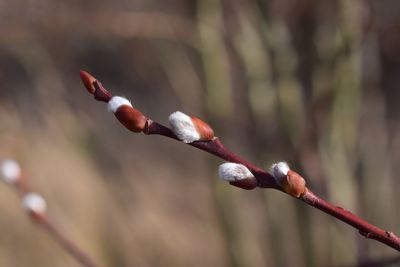 Seed of wood in early spring 