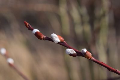 Close-up of red flower buds on branch