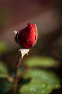 Close-up of red fruit on plant