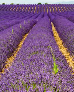 Scenic view of lavender growing on field