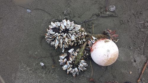 Directly above shot of mussels on buoy at beach