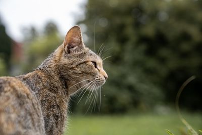 Close-up of a cat looking away