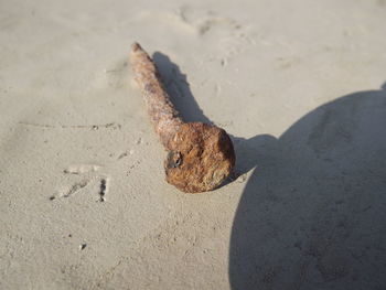 High angle view of lizard on sand at beach