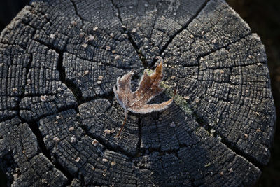 Close-up of tree stump