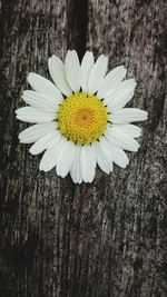 Close-up of white daisy flower