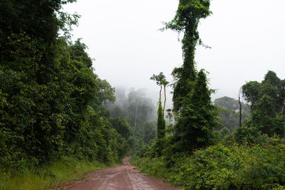 Road amidst trees in forest against sky