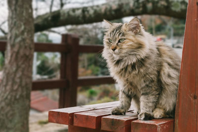 Close-up of a cat looking away