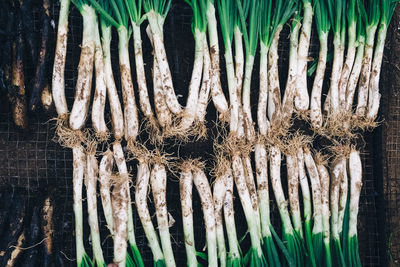 Close-up of fresh green leaves