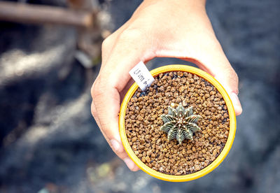 Hand of a woman holding a cactus pot. close-up of a woman gardener transplanting succulents into