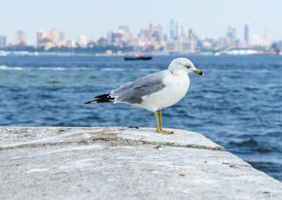 Close-up of bird perching against sea