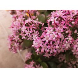 Close-up of pink flowers