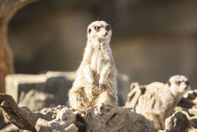 Close-up of meerkats