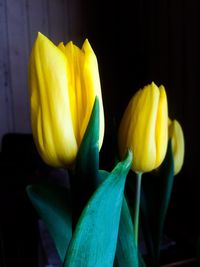 Close-up of yellow tulip