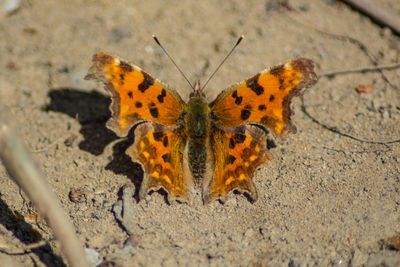High angle view of butterfly on leaf