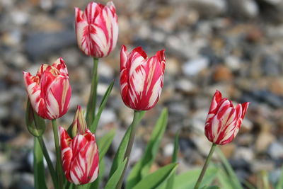 Close-up of red tulips