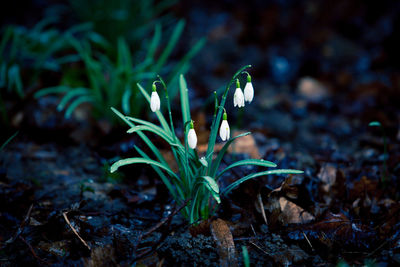 Close-up of plant growing on field at night