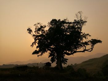 Silhouette tree on landscape during sunset