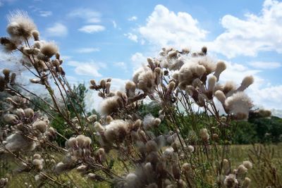 Close-up of plants on field against sky