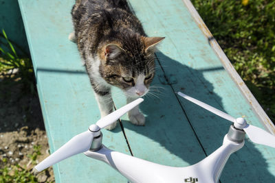 High angle view of cat sitting by water