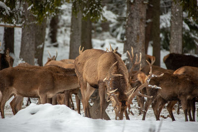 Herd of deer on snow covered field