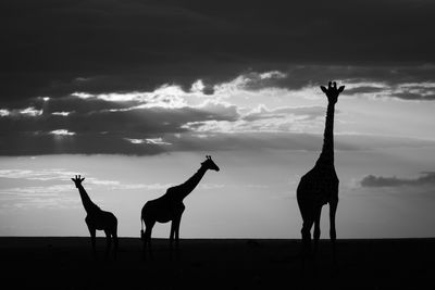 giraffe