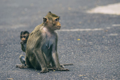 Lion sitting on road