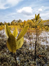 Close-up of yellow flowering plants on field against sky