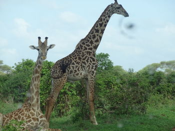 View of two giraffe against sky