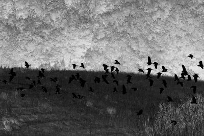 Flock of birds in the winter